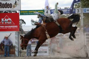 Stroud Rodeo and Campdraft - Accommodation NSW
